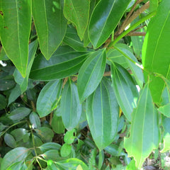 Cinnamon - Karuvapatta Spice Plant