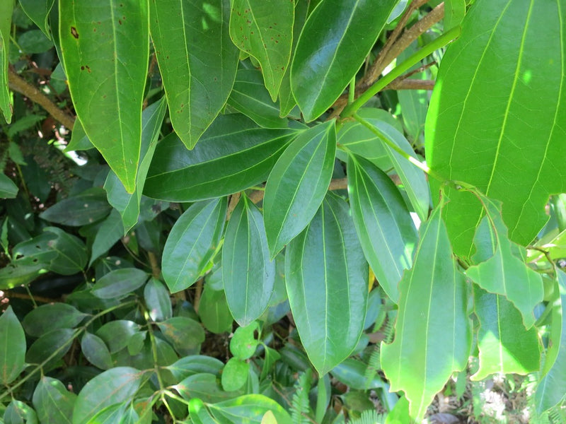 Cinnamon - Karuvapatta Spice Plant