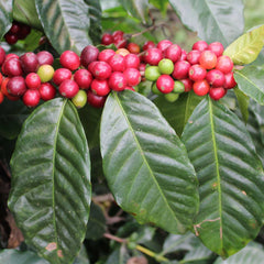 Cauvery Coffee Plant