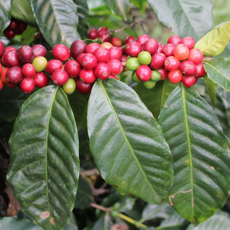 Cauvery Coffee Plant
