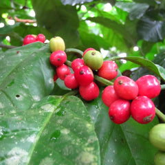 Liberica Coffee Plant