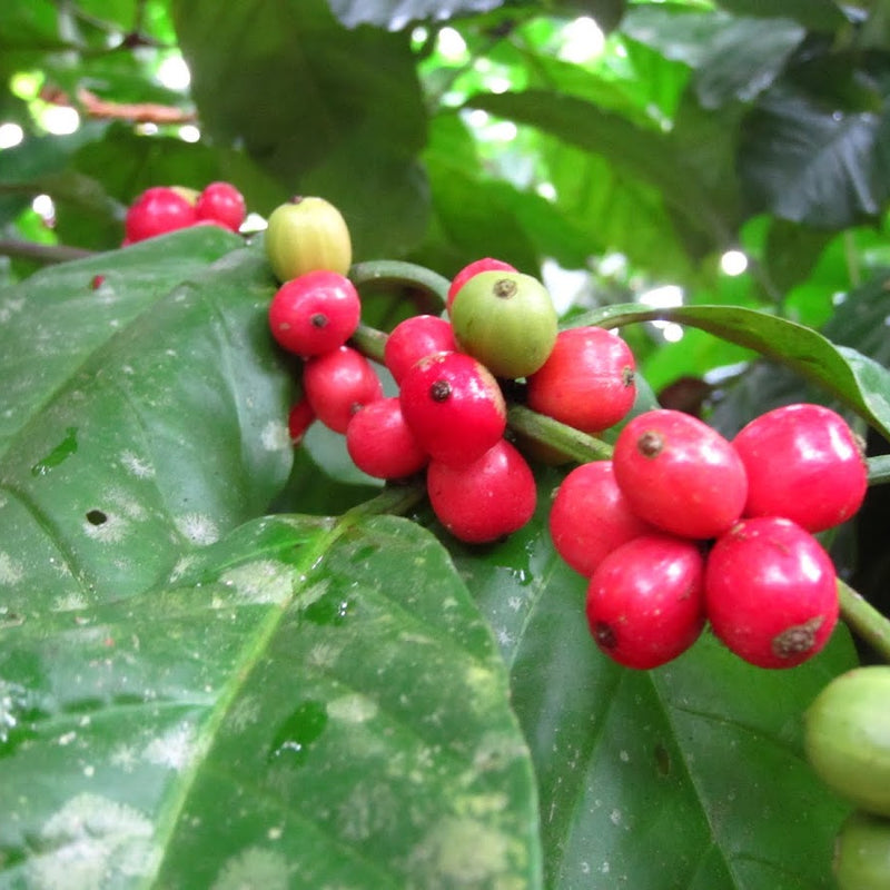 Liberica Coffee Plant
