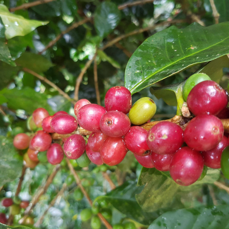 Mysore Nugget Coffee Plant