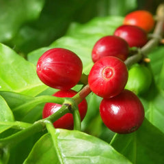 Robusta Coffee Plant