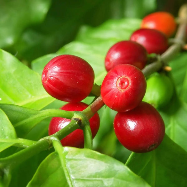 Robusta Coffee Plant