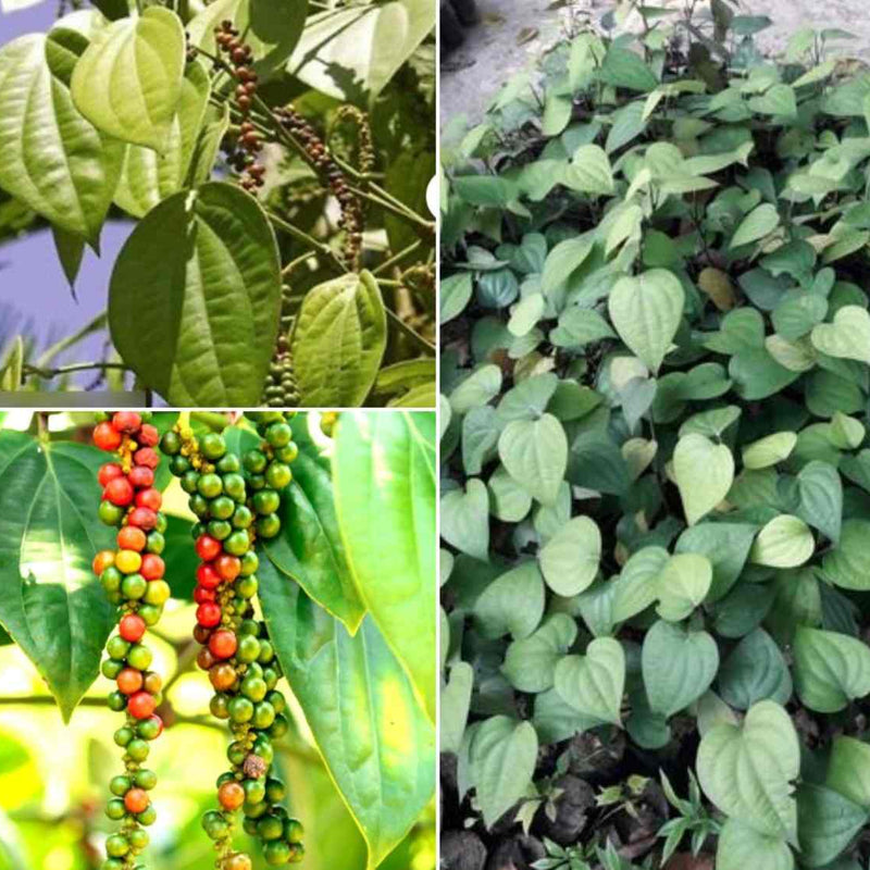 Black Pepper Plant