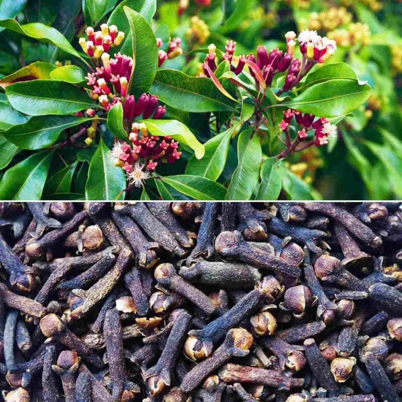Clove - Lavang Spice Plant