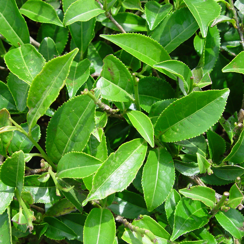 Tea Plant