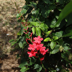Chethi Koduveli ( Plumbago indica ) Medicinal Plant