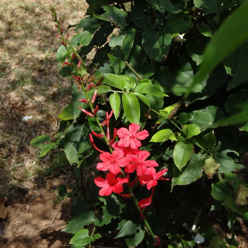 Chethi Koduveli ( Plumbago indica ) Medicinal Plant