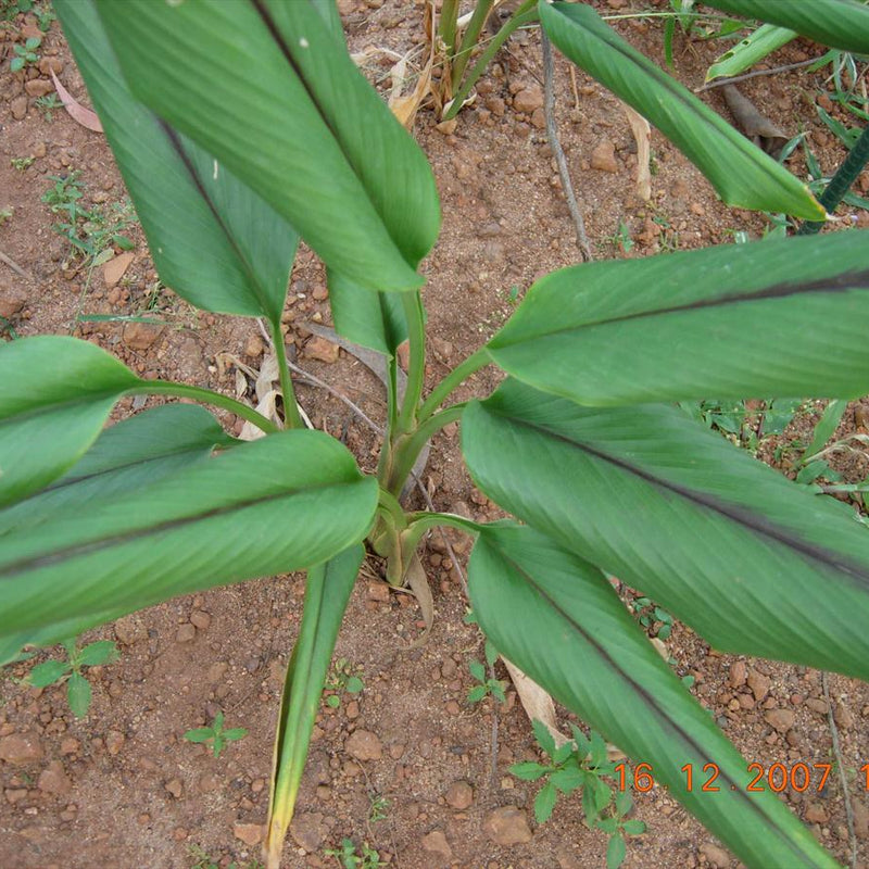 Black Turmeric ( Curcuma caesia ) Medicinal Plant