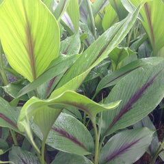 Black Turmeric ( Curcuma caesia ) Medicinal Plant