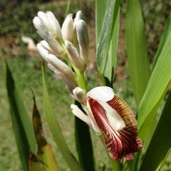 Chittaratha ( Alpinia calcarata ) Medicinal Plant
