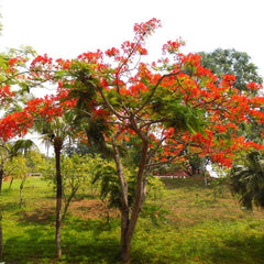Gulmohar - Delonix regia Tree Plant