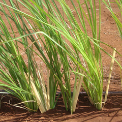 Ramacham ( Chrysopogon zizanioides ) Medicinal Plant