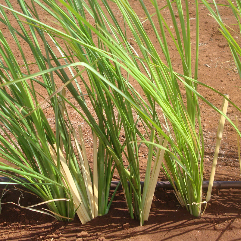 Ramacham ( Chrysopogon zizanioides ) Medicinal Plant