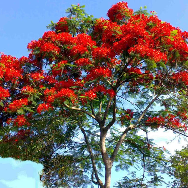 Gulmohar - Delonix regia Tree Plant