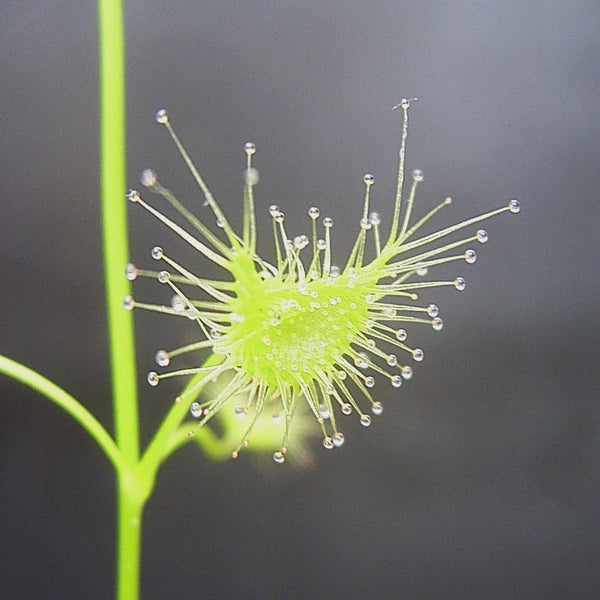 Azhukanni ( Drosera peltata ) Medicinal Plant