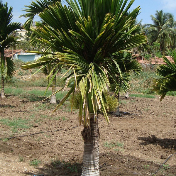 Hybrid Dwarf Arecanut - Dwarf Hybrid  Plant