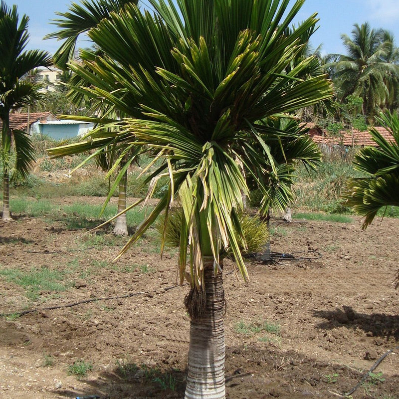 Hybrid Dwarf Arecanut - Dwarf Hybrid  Plant