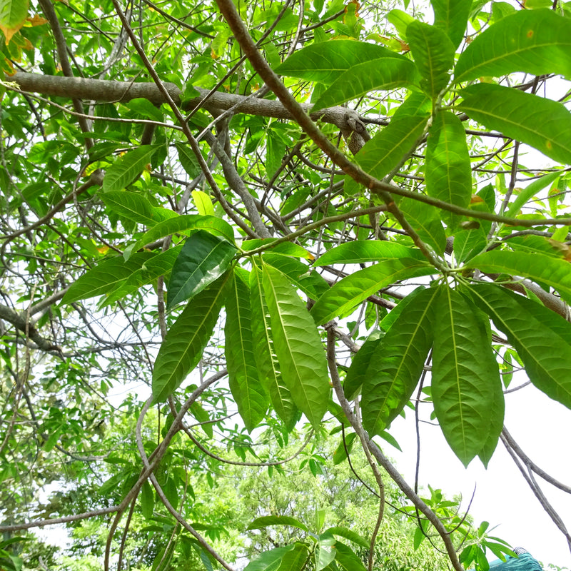 Rudraksham ( Elaeocarpus angustifolius ) Medicinal Plant