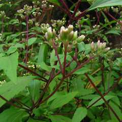 Ayyapana ( Ayapana triplinervis ) Medicinal Plant