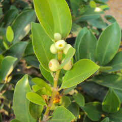 Ithi Plant ( Ficus microcarpa ) Medicinal Plant
