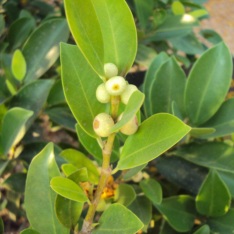 Ithi Plant ( Ficus microcarpa ) Medicinal Plant