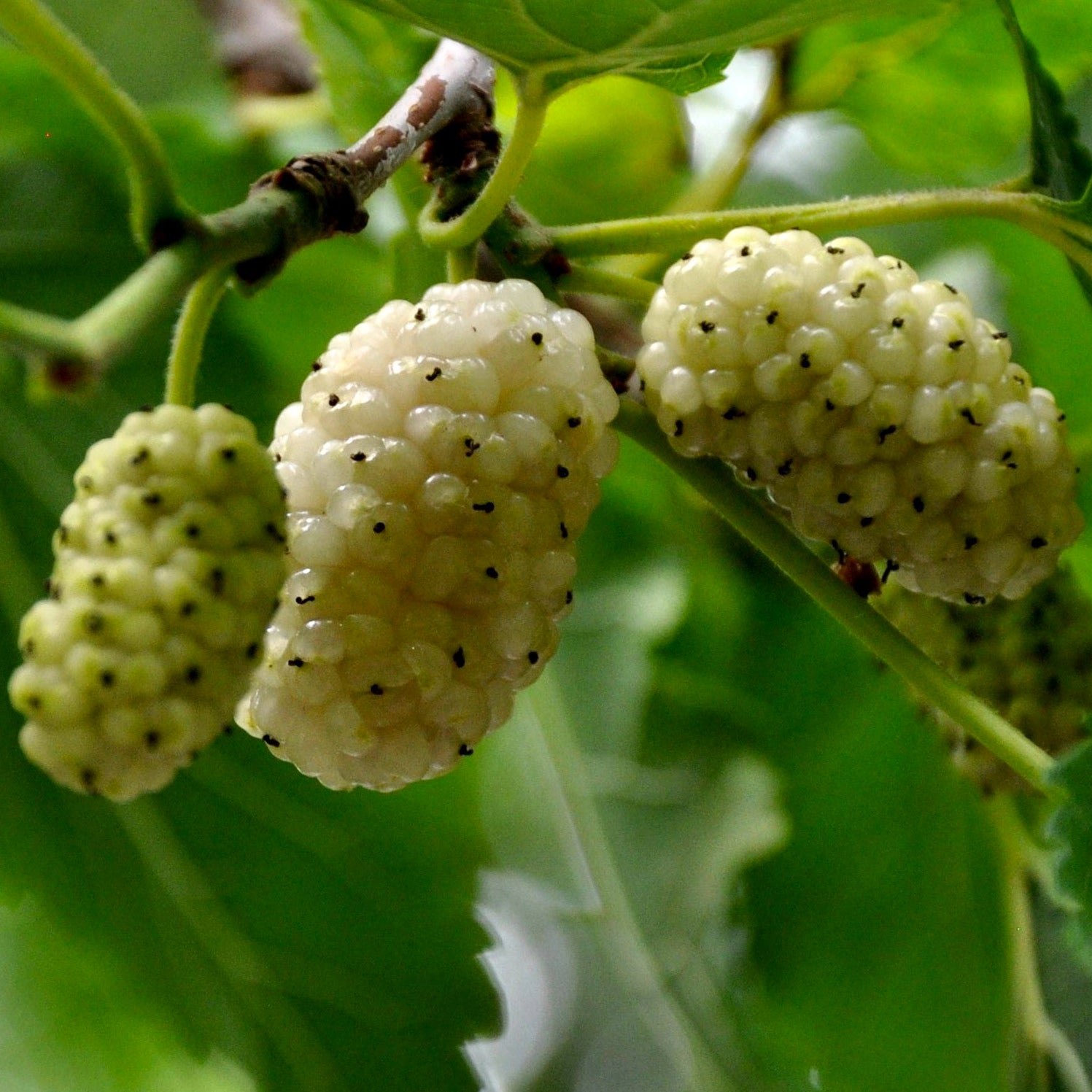 White Mulberry - Morus Alba Fruit Plant – M-Tech Gardens