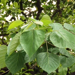 Kumizhu ( Gmelina arborea ) Medicinal Plant