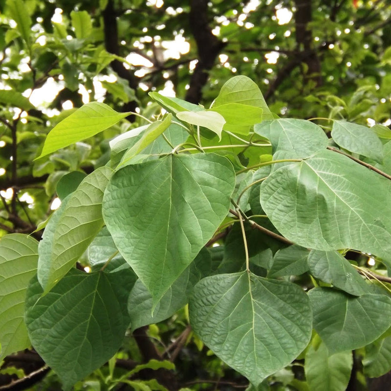 Kumizhu ( Gmelina arborea ) Medicinal Plant