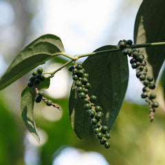 Black Pepper Plant