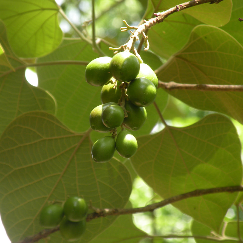 Kumizhu ( Gmelina arborea ) Medicinal Plant