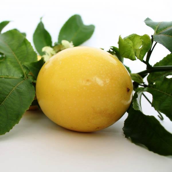 Passionfruit