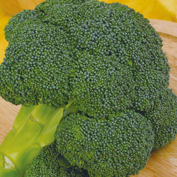 Broccoli