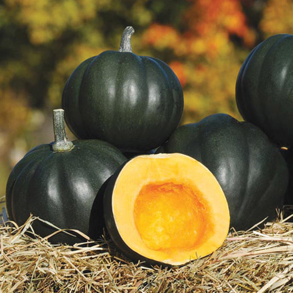 Squash