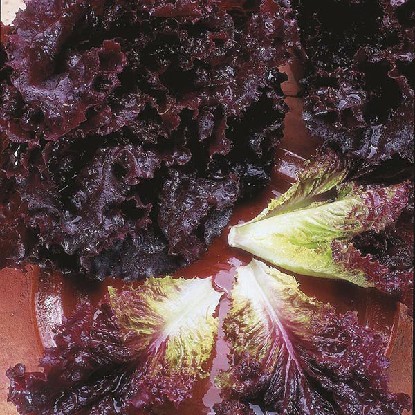 Lettuce