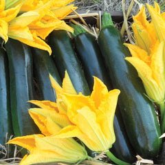 Zucchini
