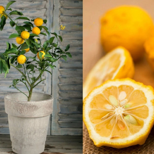 Lemon