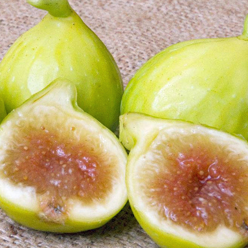 Fig