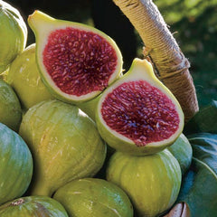 Fig