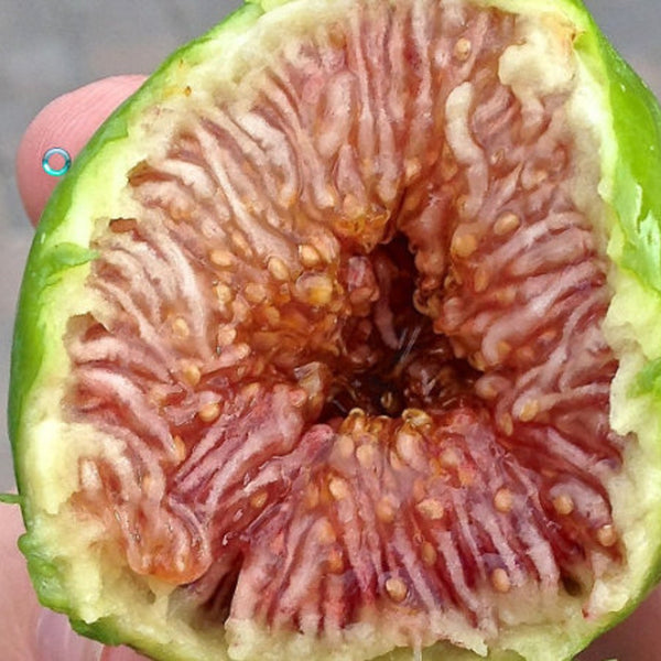 Fig