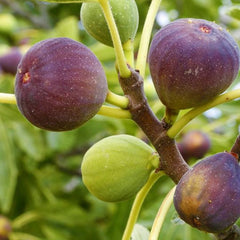 Fig