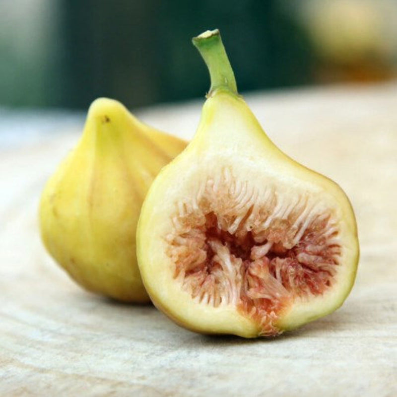 Fig