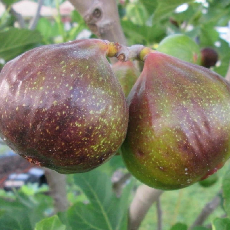 Fig