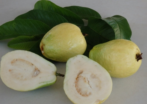 Guava