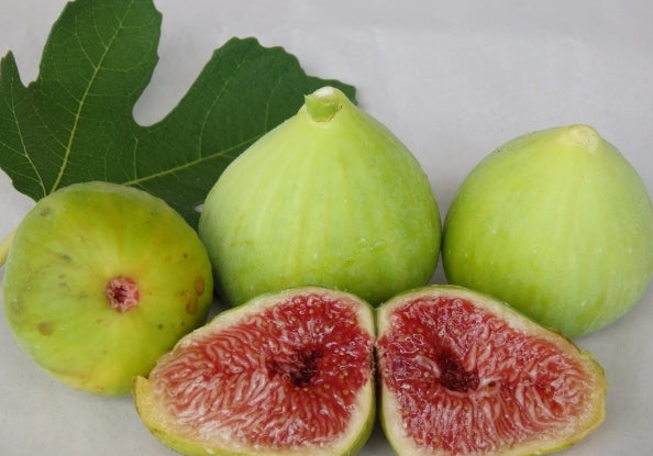 Fig