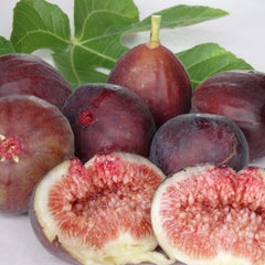 Fig