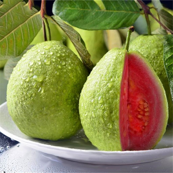 Guava