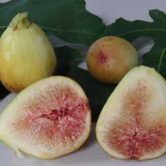 Fig